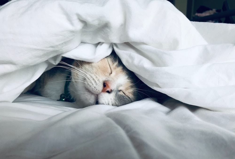 Kitten under covers